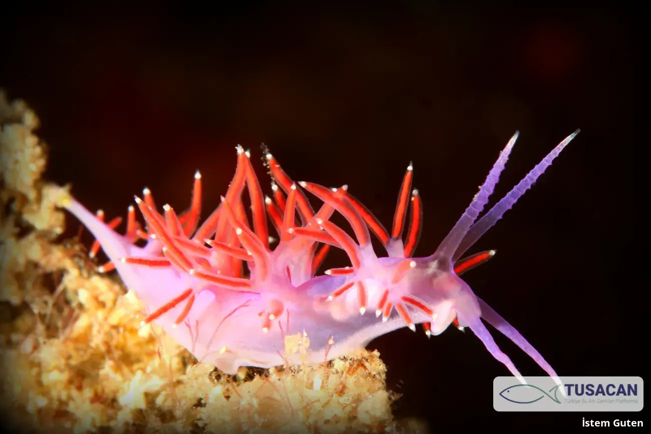Paraflabellina ischitana