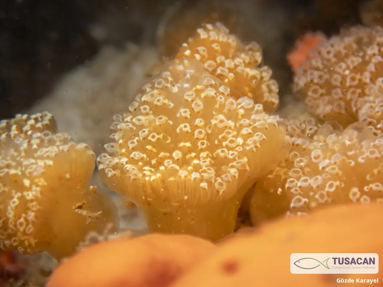 Aplidium sp.