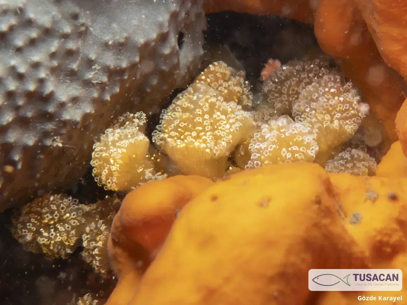 Aplidium sp.
