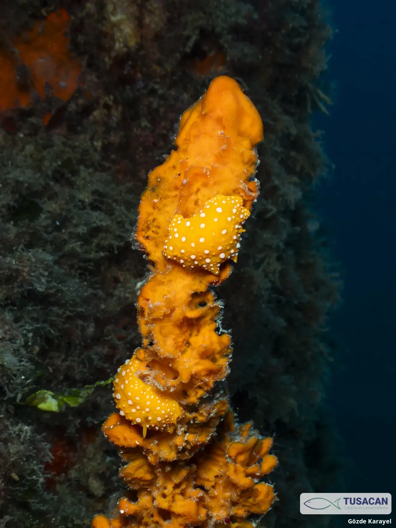 Phyllidia flava