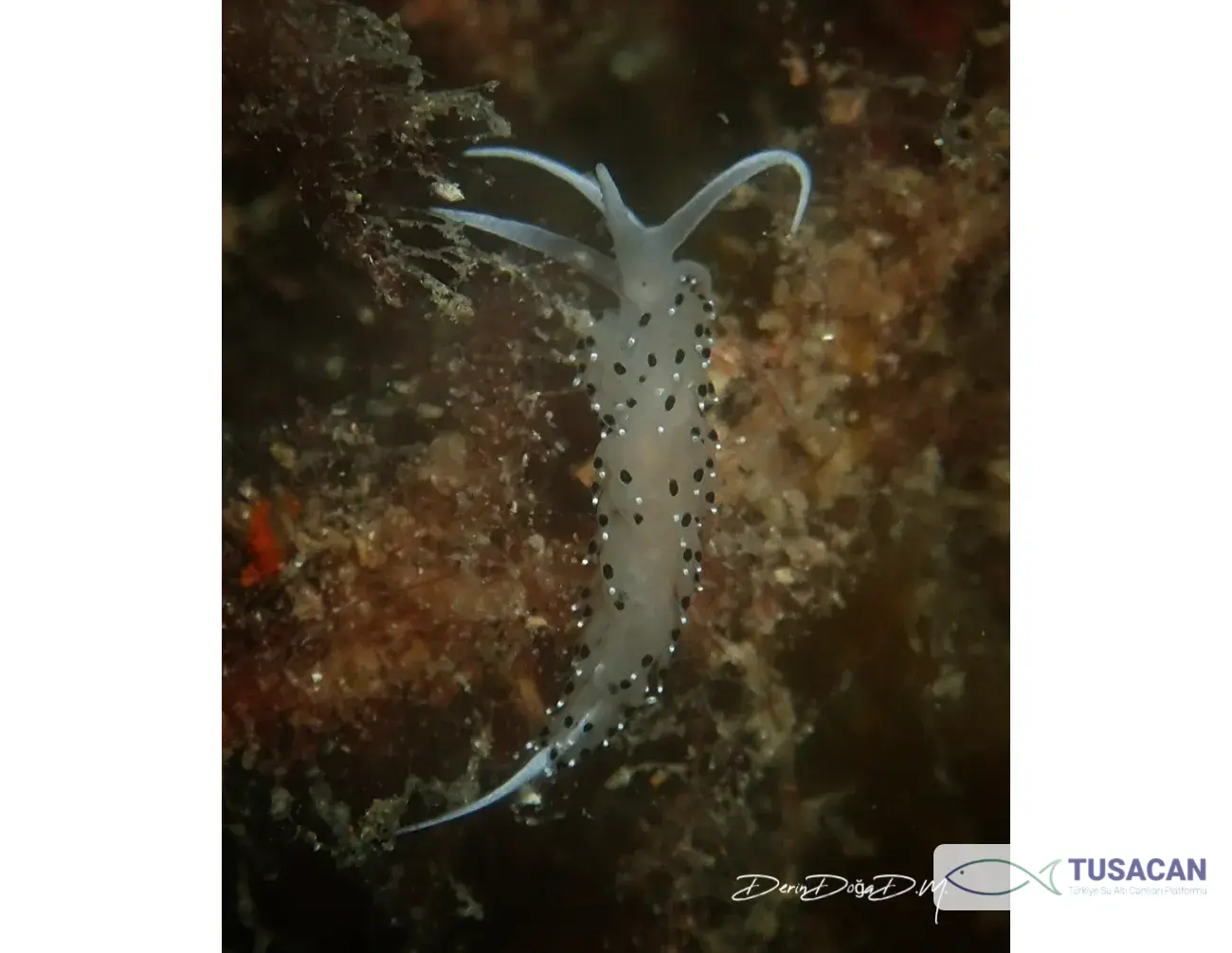 Caloria elegans