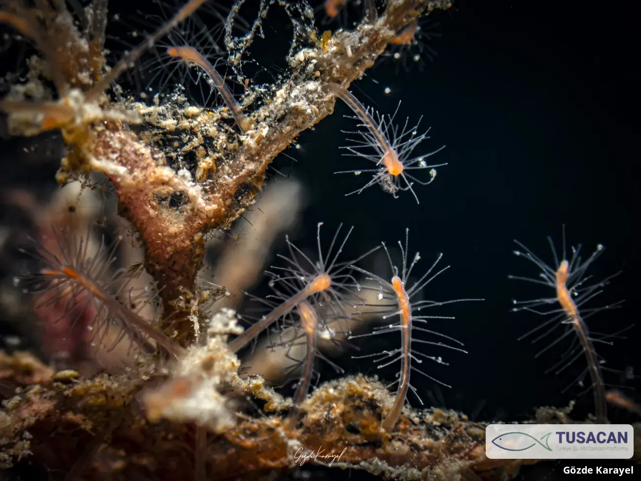 Corydendrium parasiticum