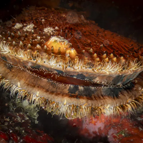 Mimachlamys varia