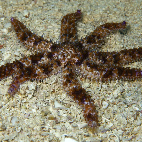 Coscinasterias tenuispina