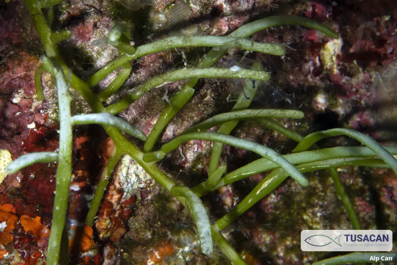 Caulerpa racemosa var. lamourouxii f. requienii