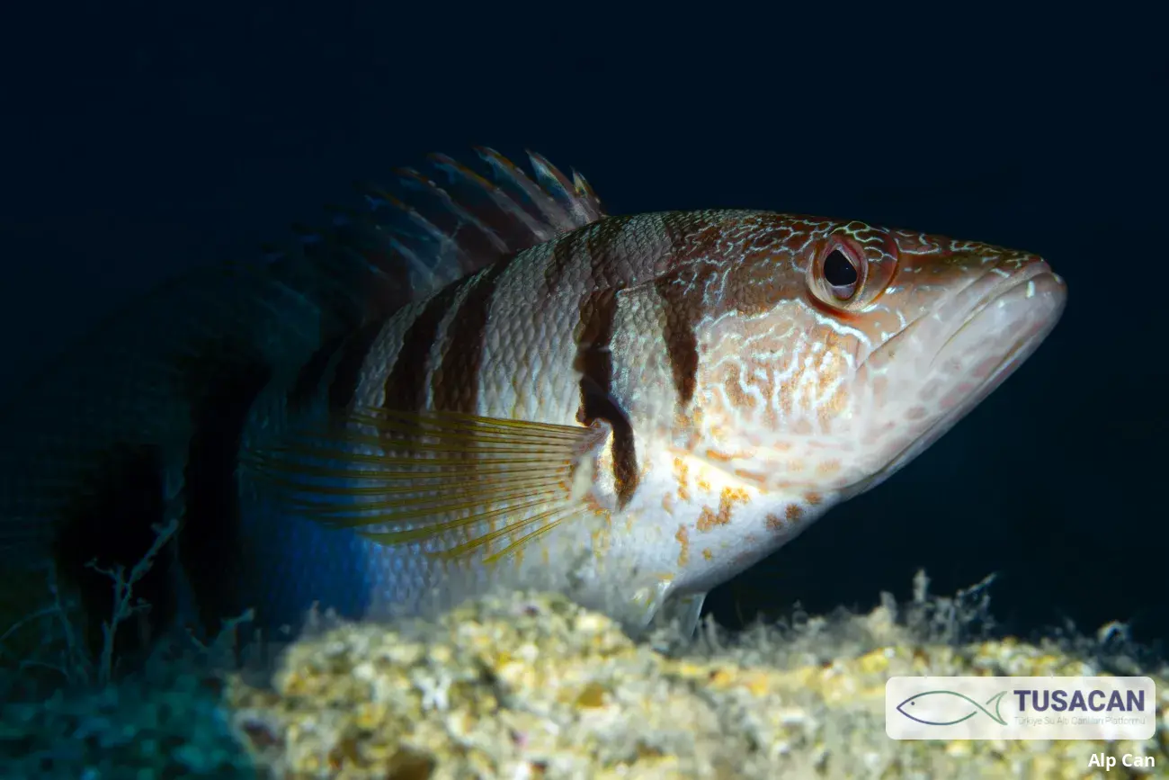 Serranus scriba
