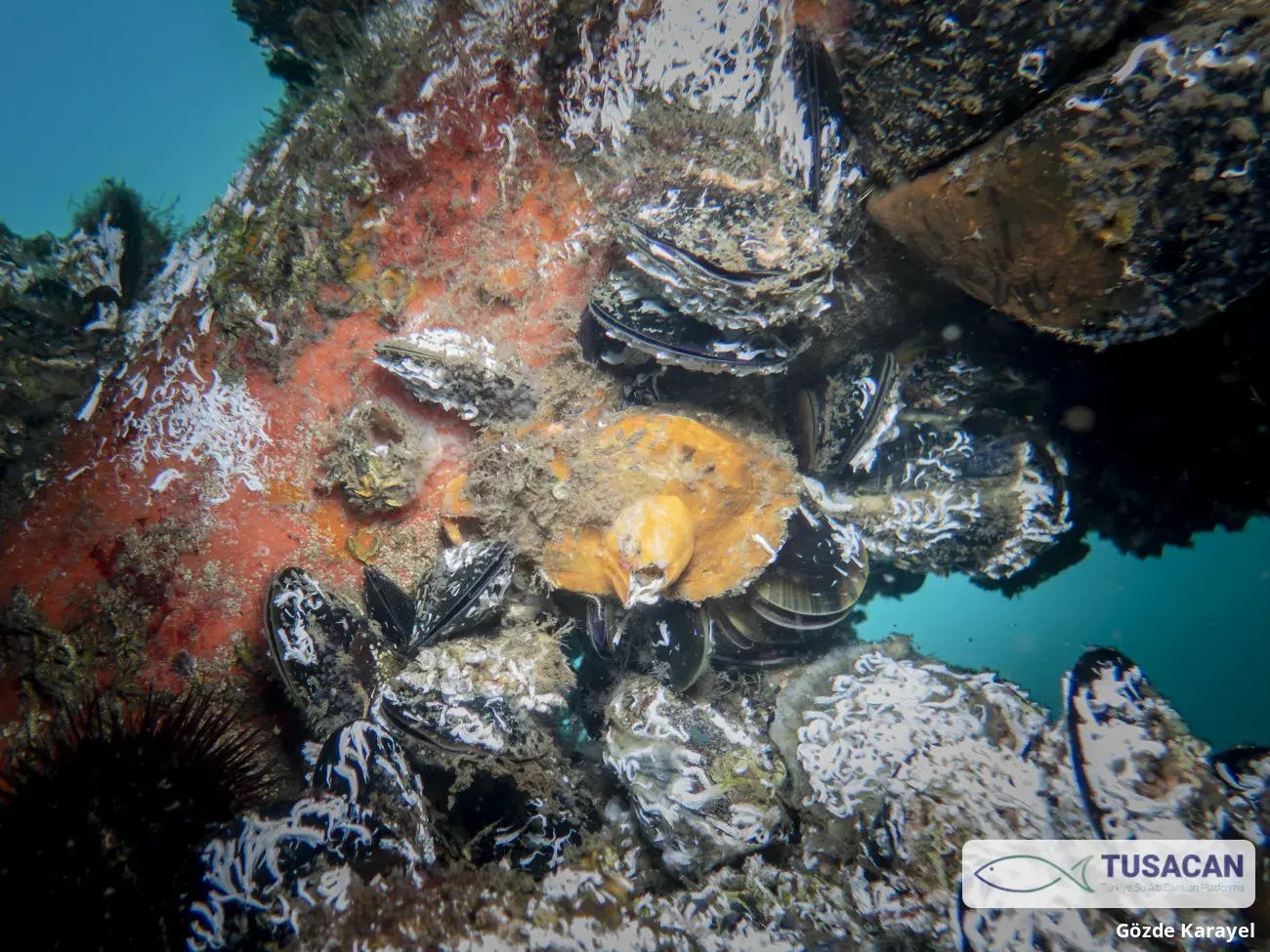 Tunicata spp.