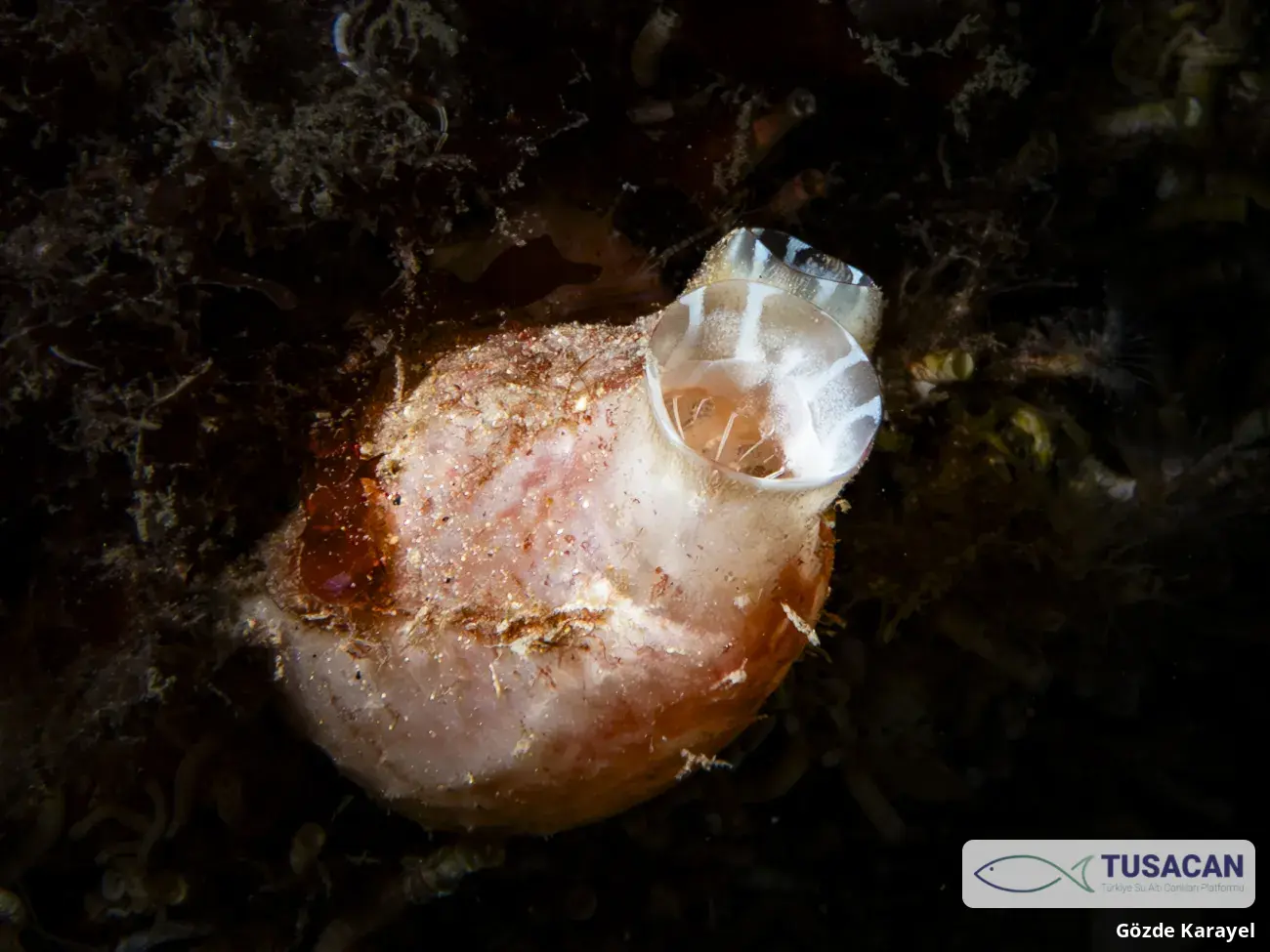 Tunicata spp.