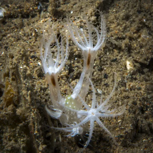 Paralcyonium spinulosum