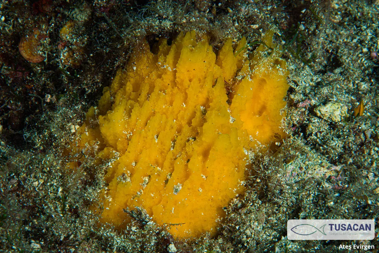 Axinyssa digitata