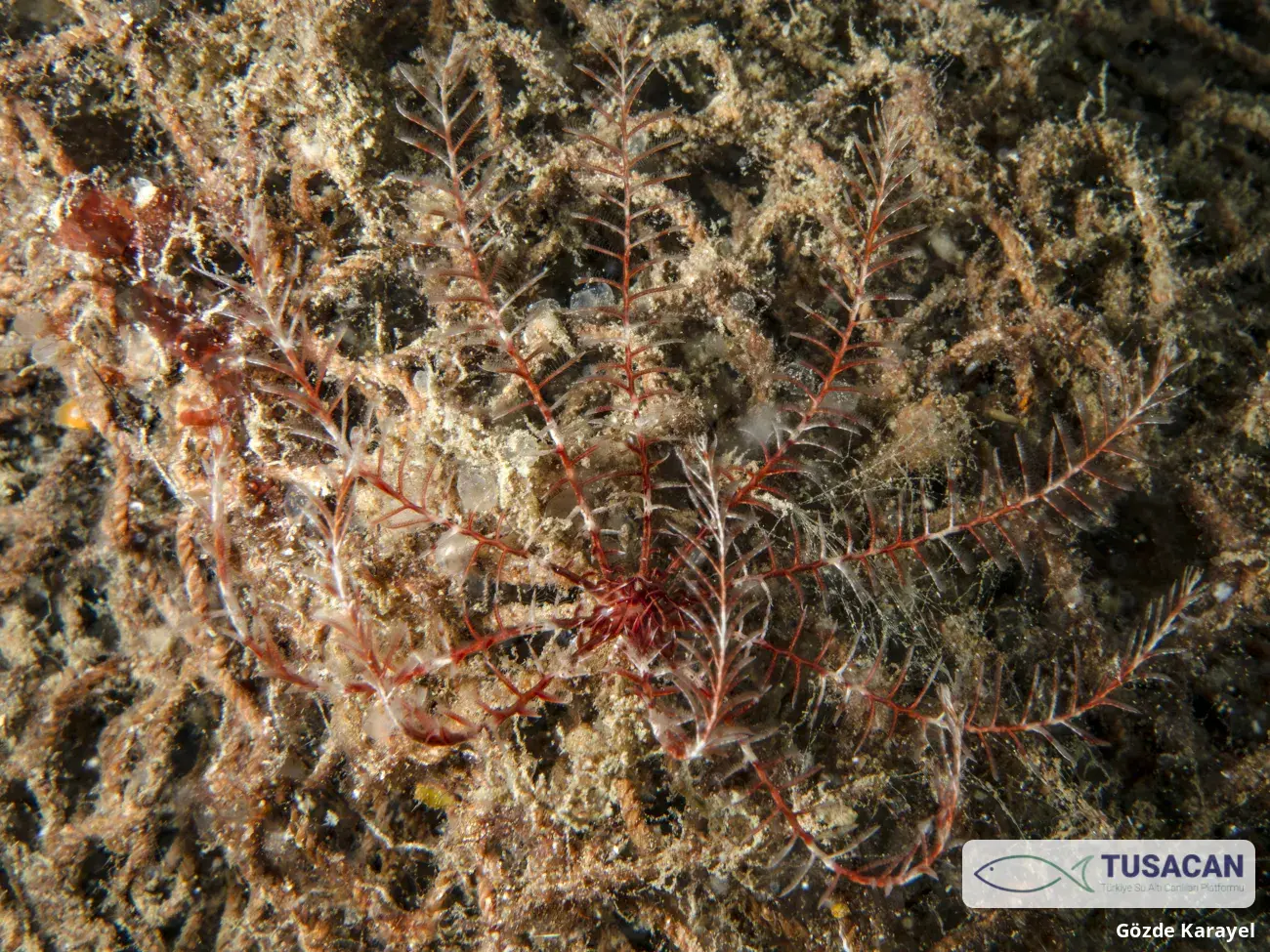 Antedon mediterranea