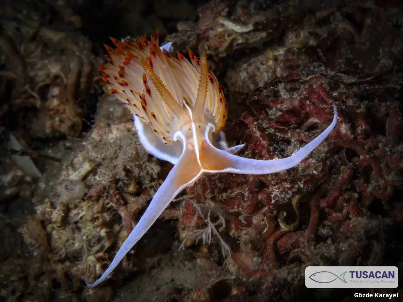 Nemesignis banyulensis