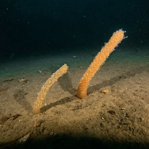 Veretillum cynomorium