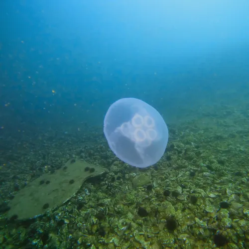 Aurelia aurita