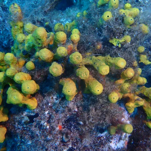 Aplysina aerophoba
