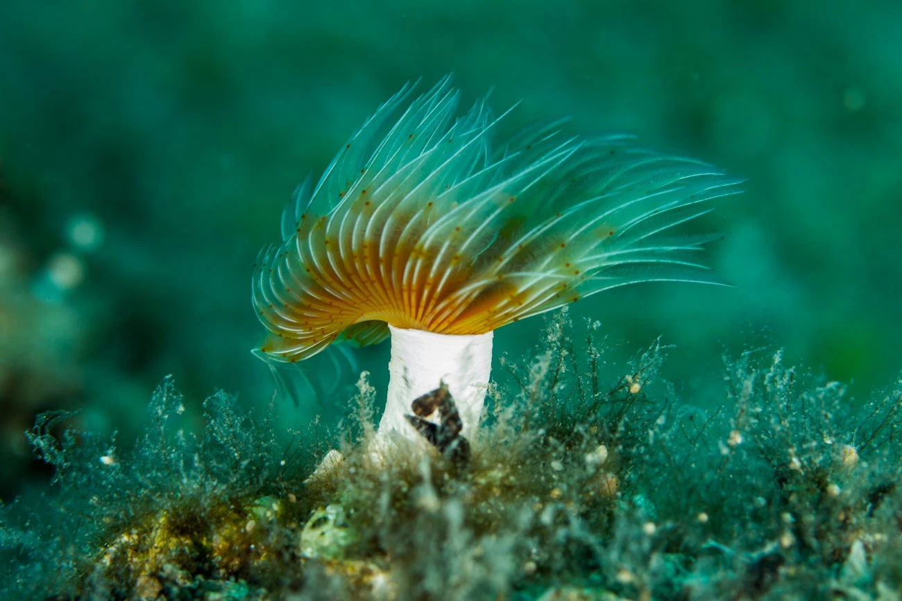 Protula sp.