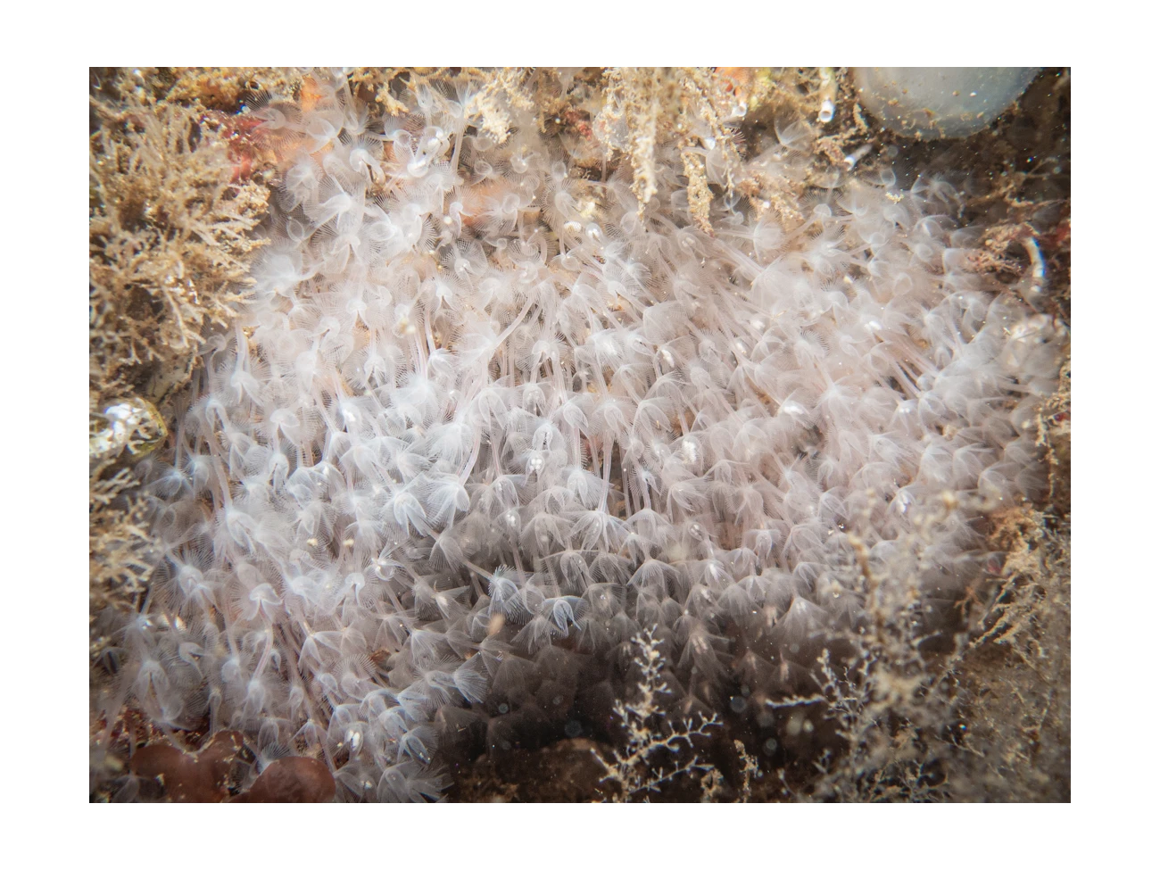 Phoronis hippocrepia