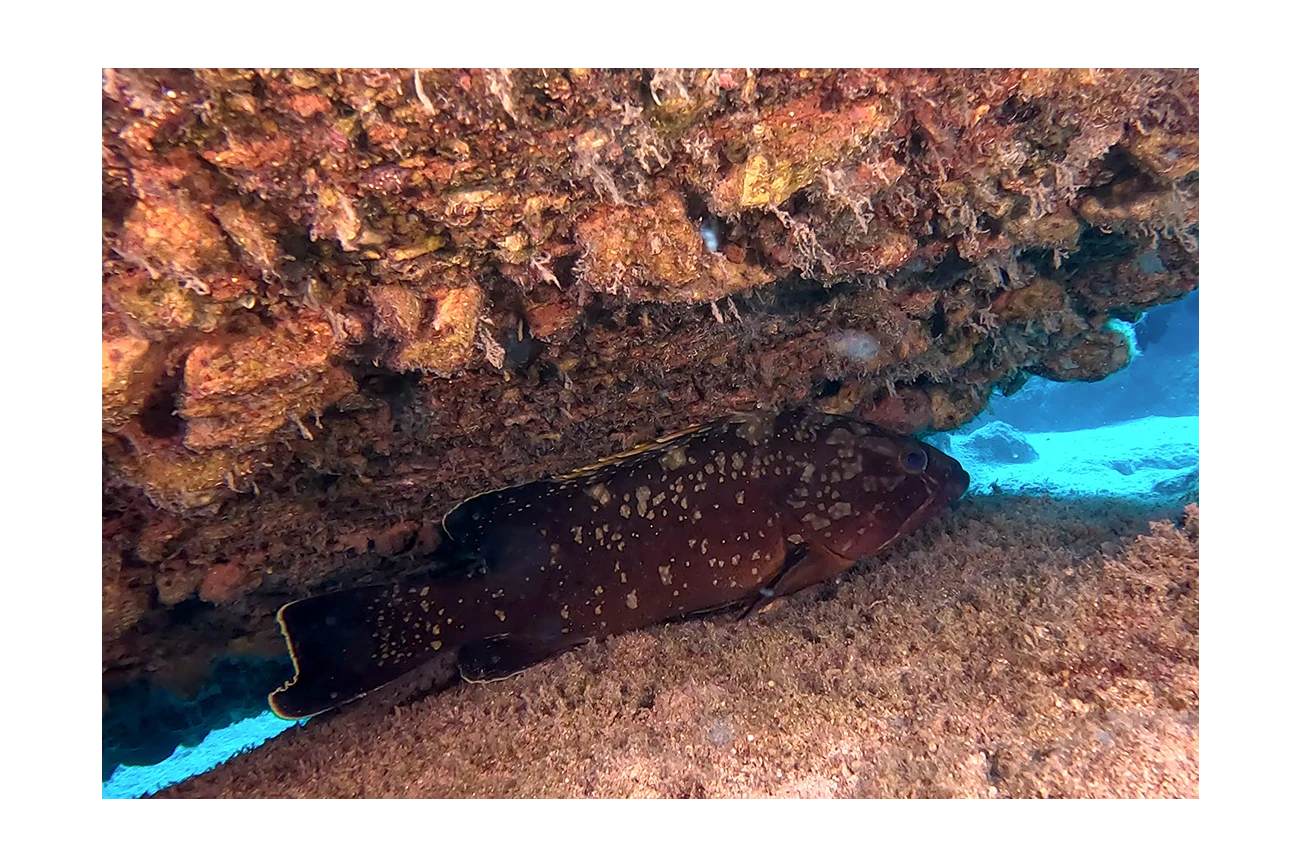 Epinephelus marginatus