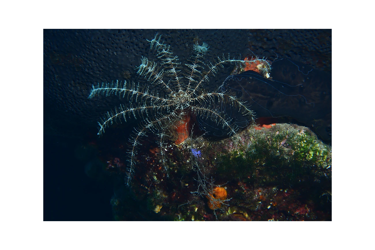 Antedon mediterranea