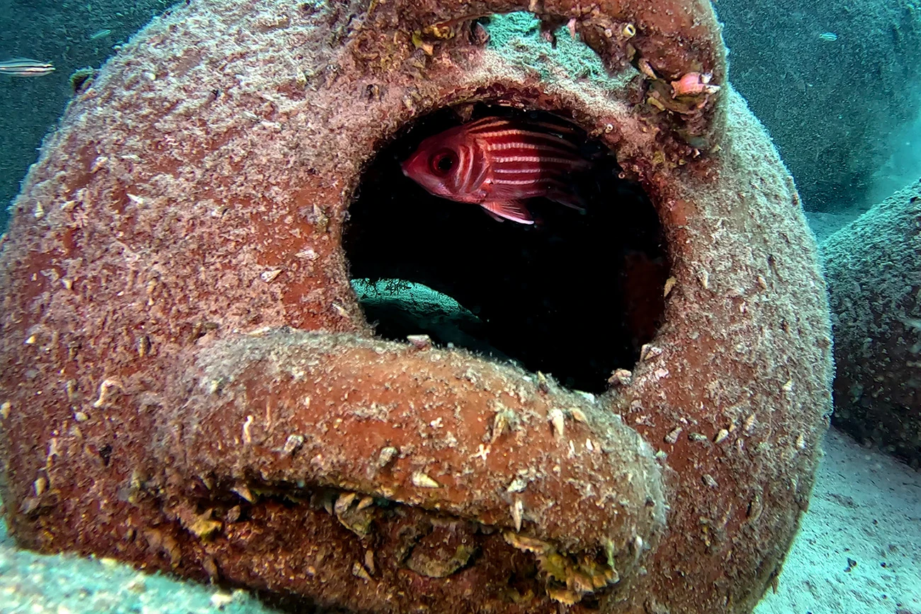 Sargocentron rubrum