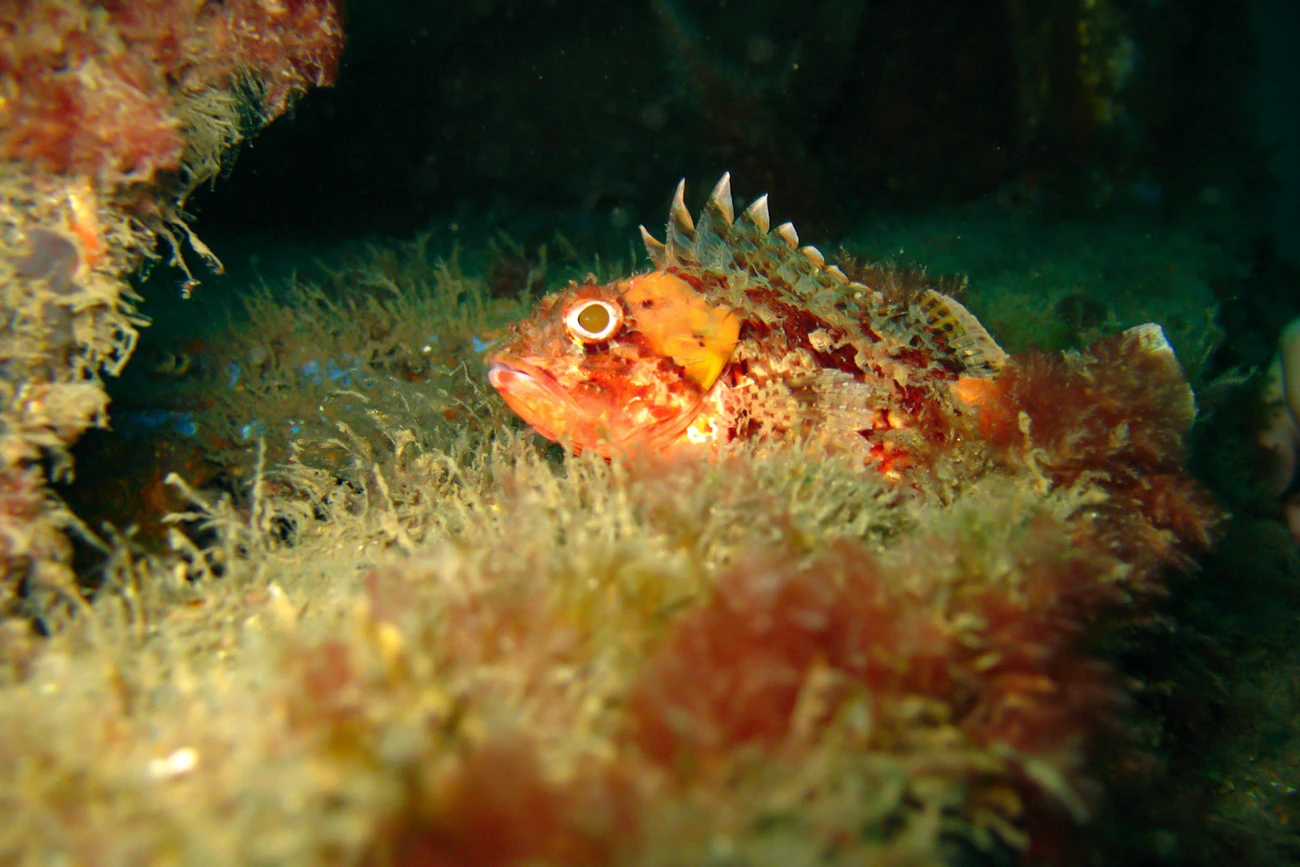 Scorpaena maderensis