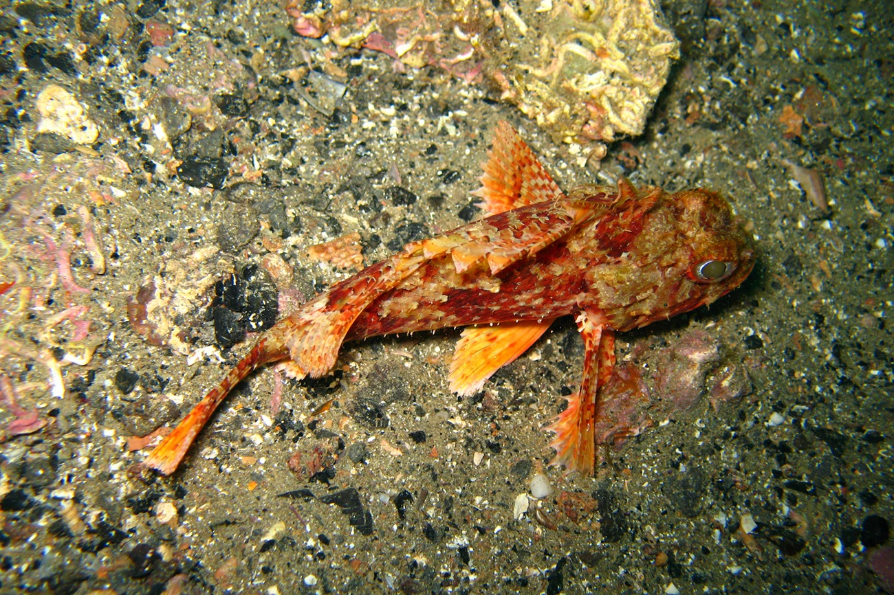 Scorpaena maderensis