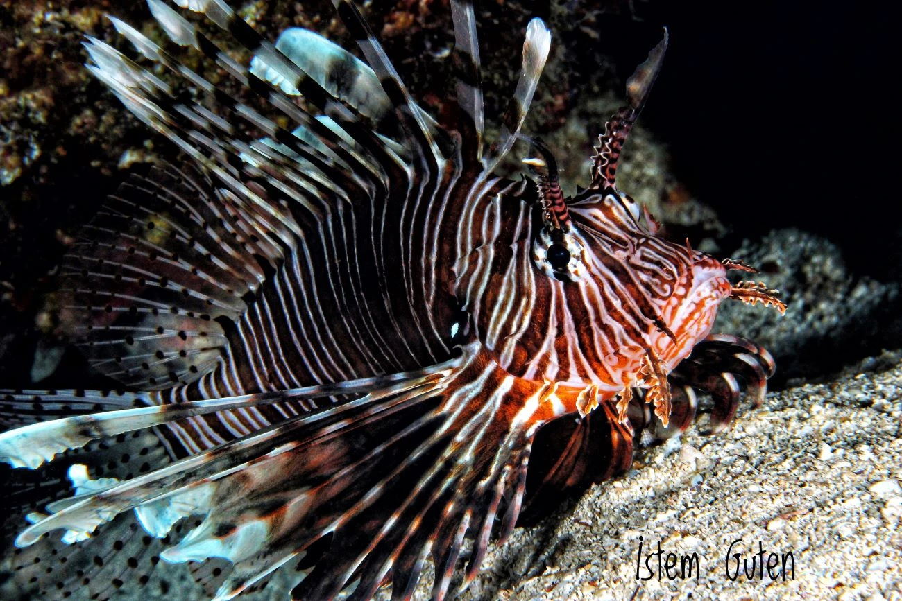Pterois miles