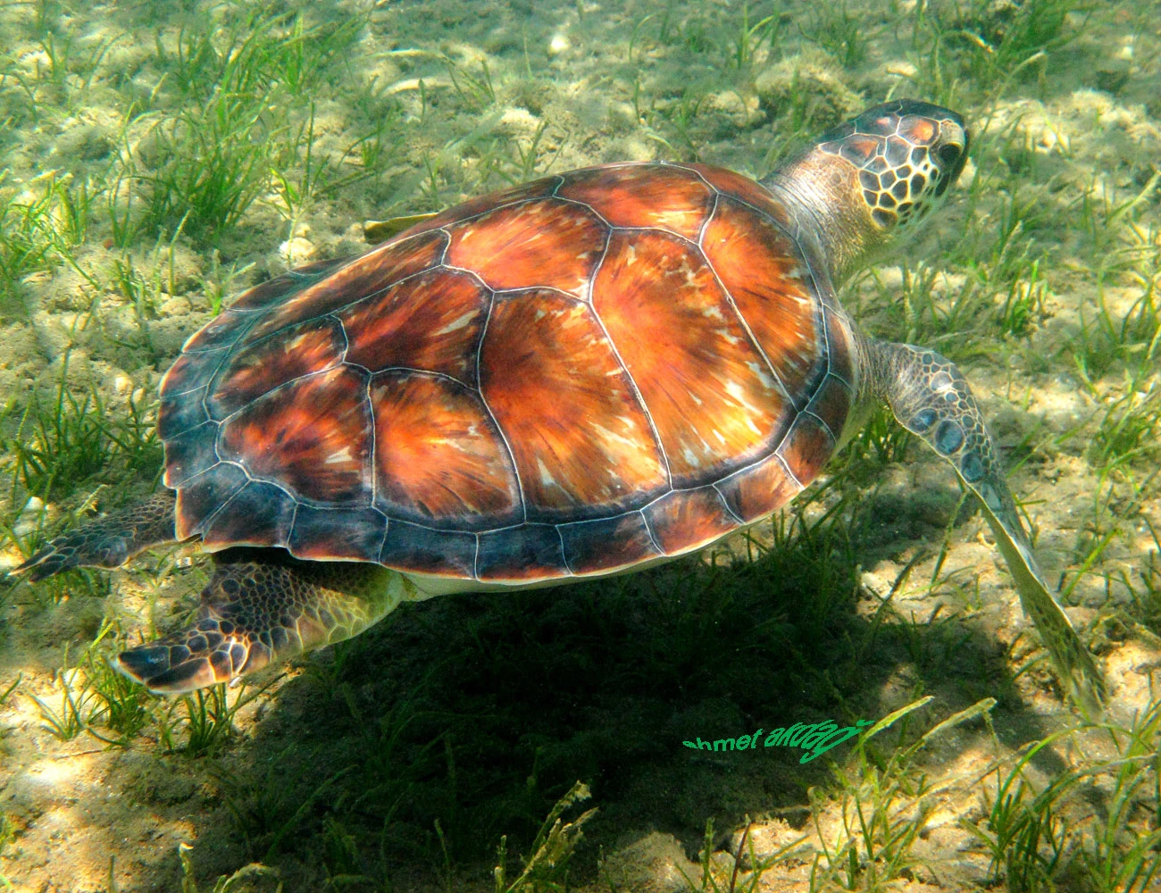 Chelonia mydas