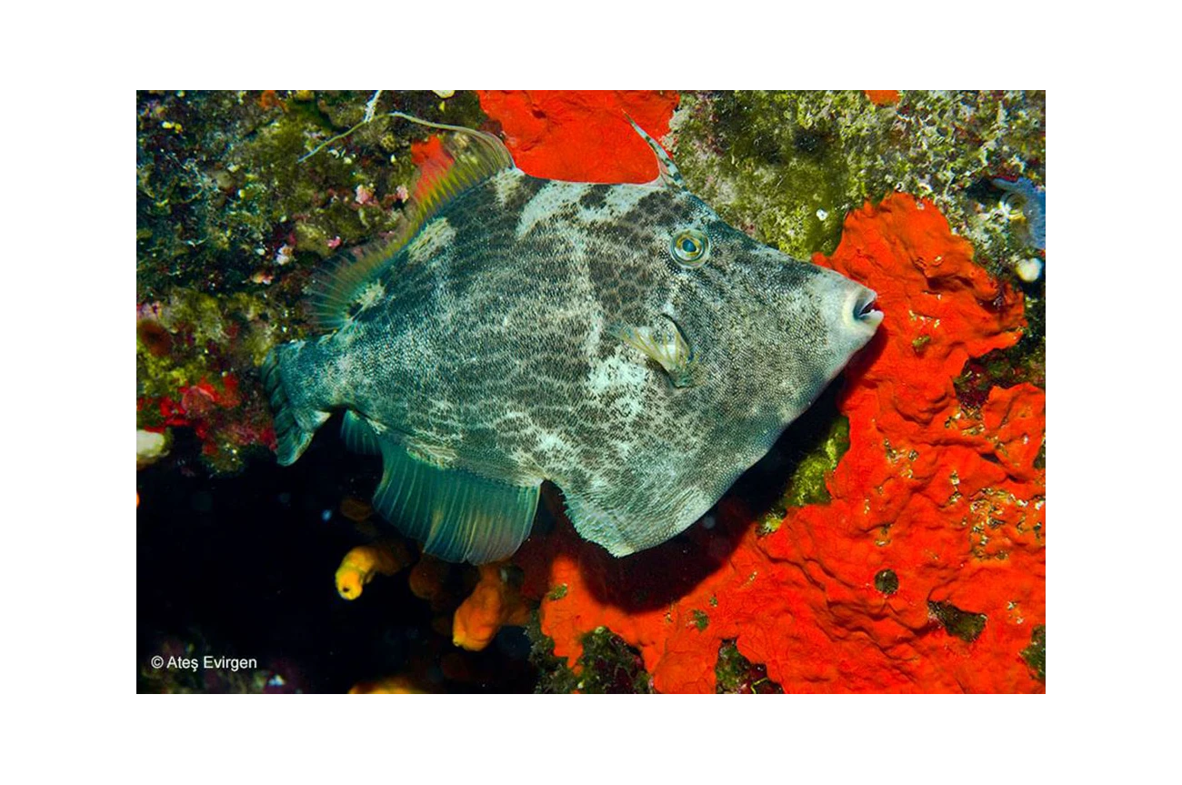Stephanolepis diaspros