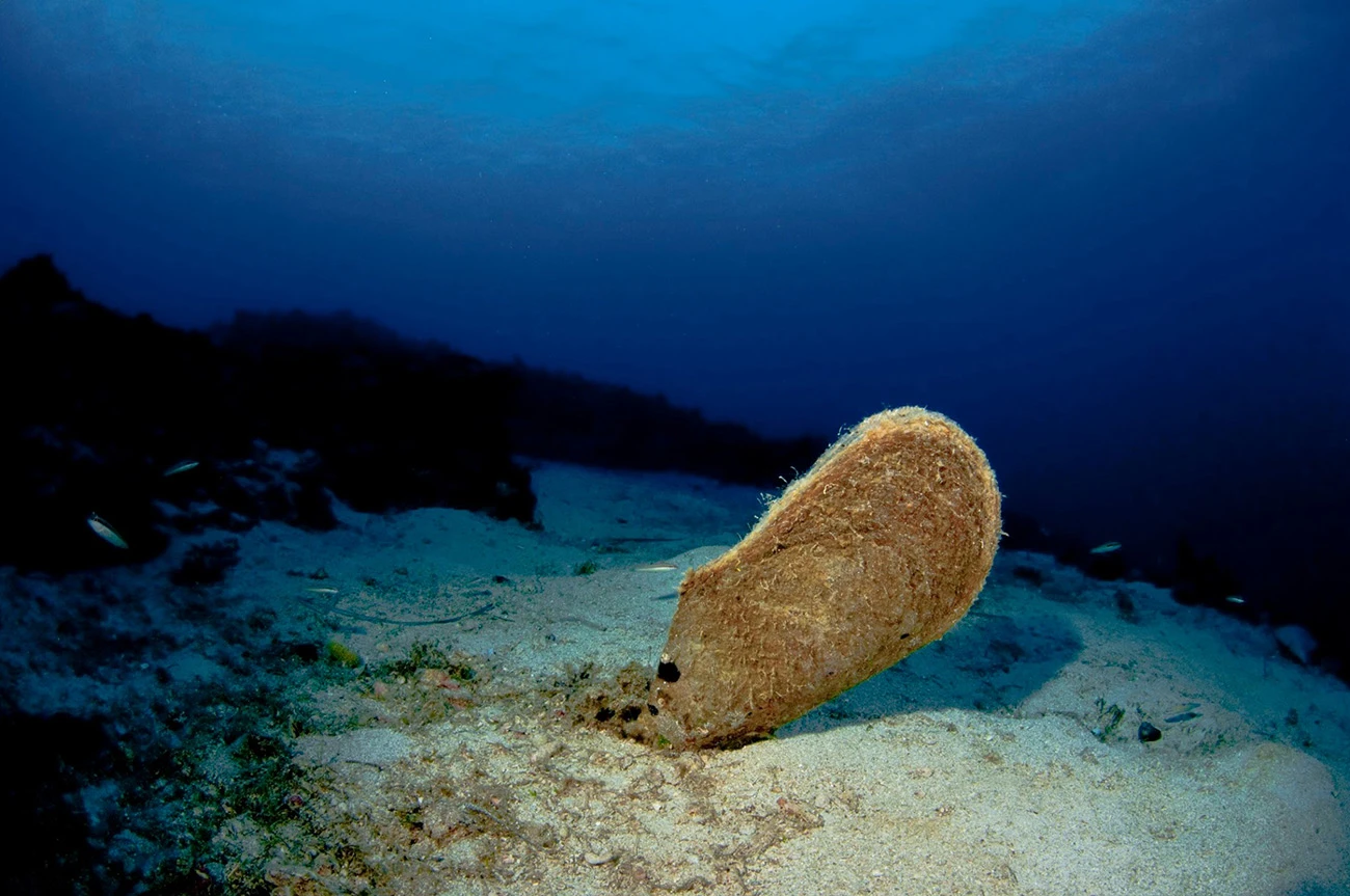 Pinna nobilis