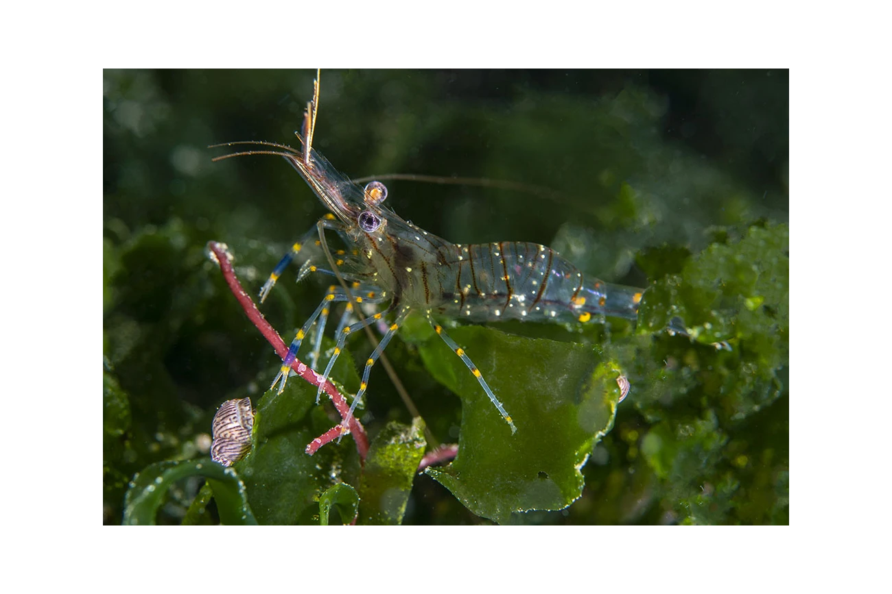Palaemon elegans