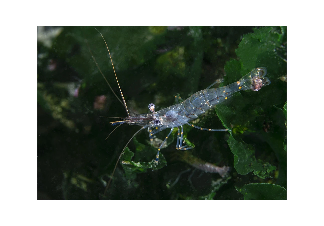Palaemon elegans