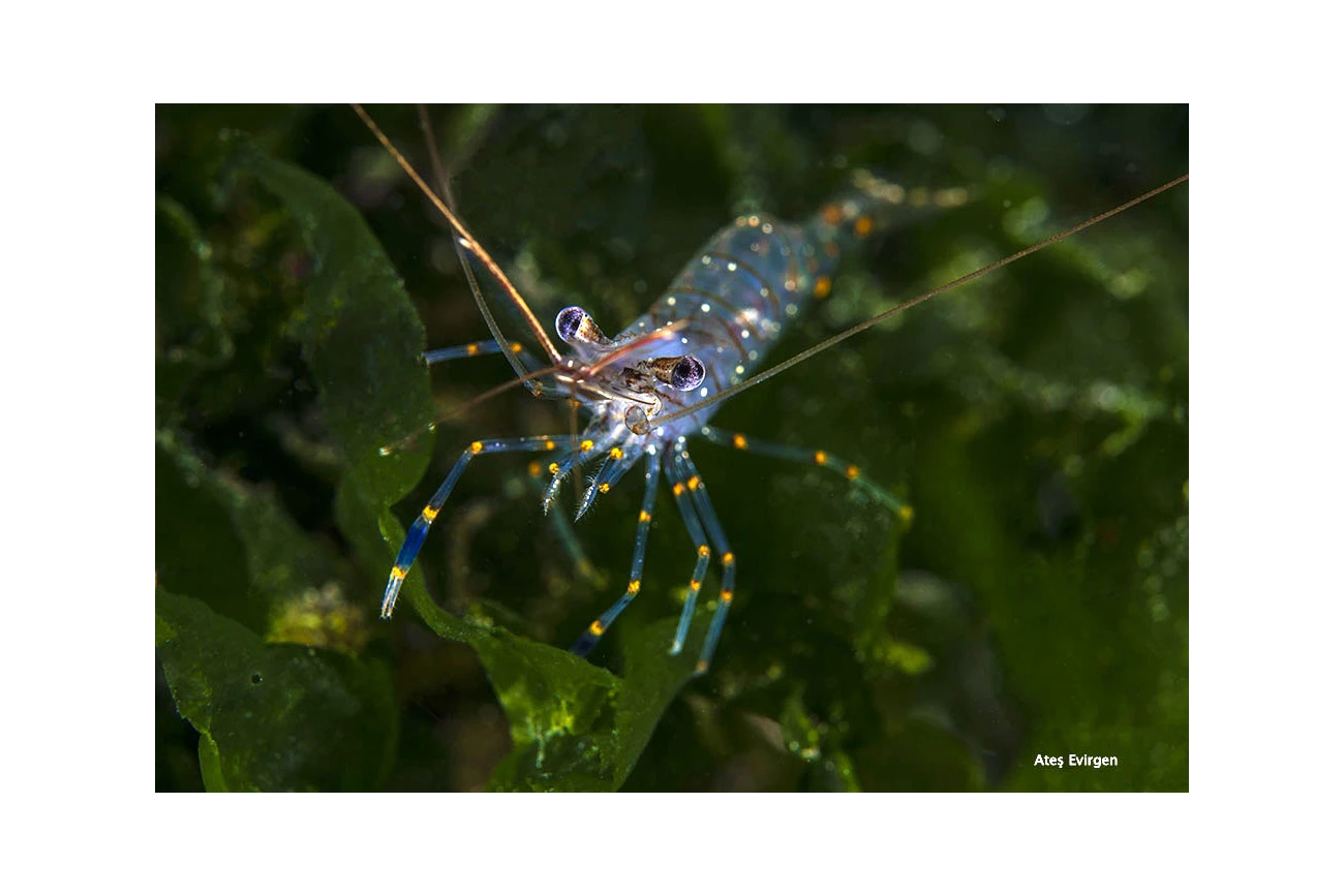 Palaemon elegans