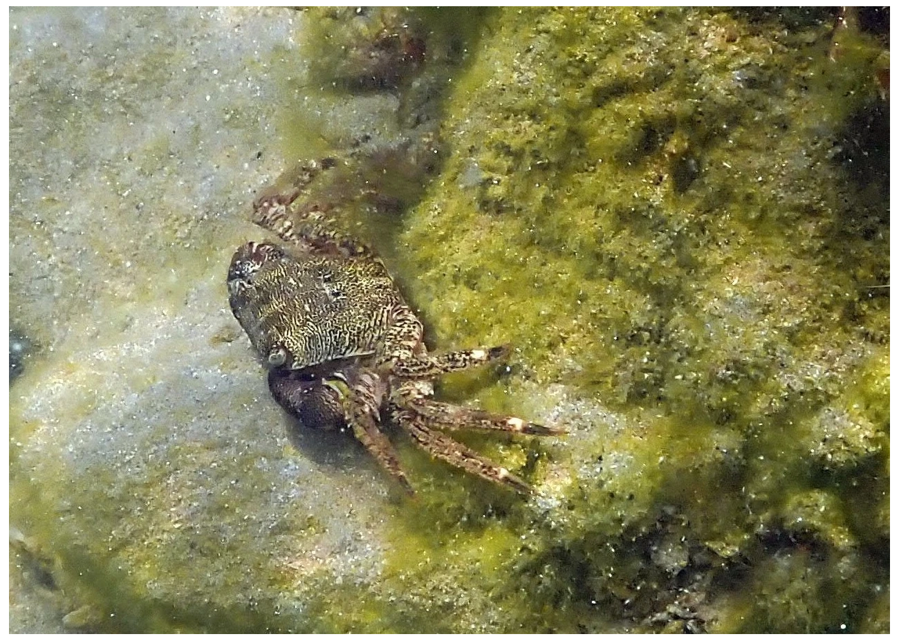 Pachygrapsus marmoratus
