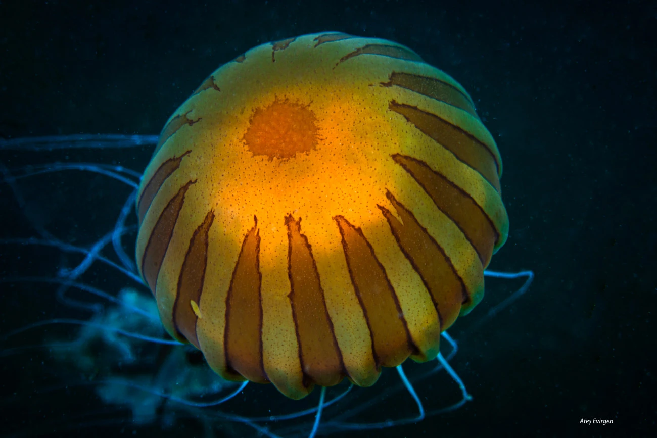 Chrysaora hysoscella