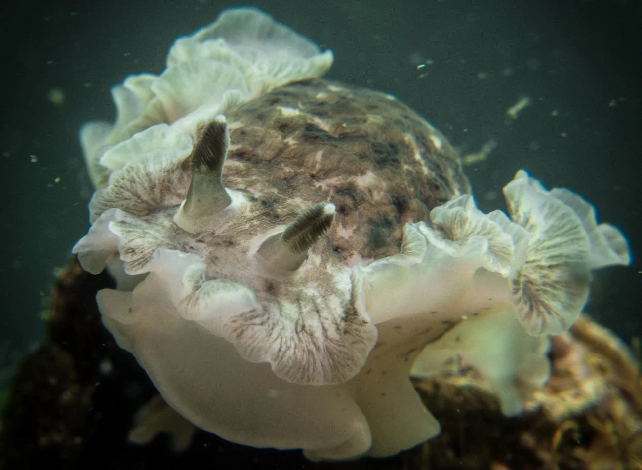 Dendrodoris grandiflora