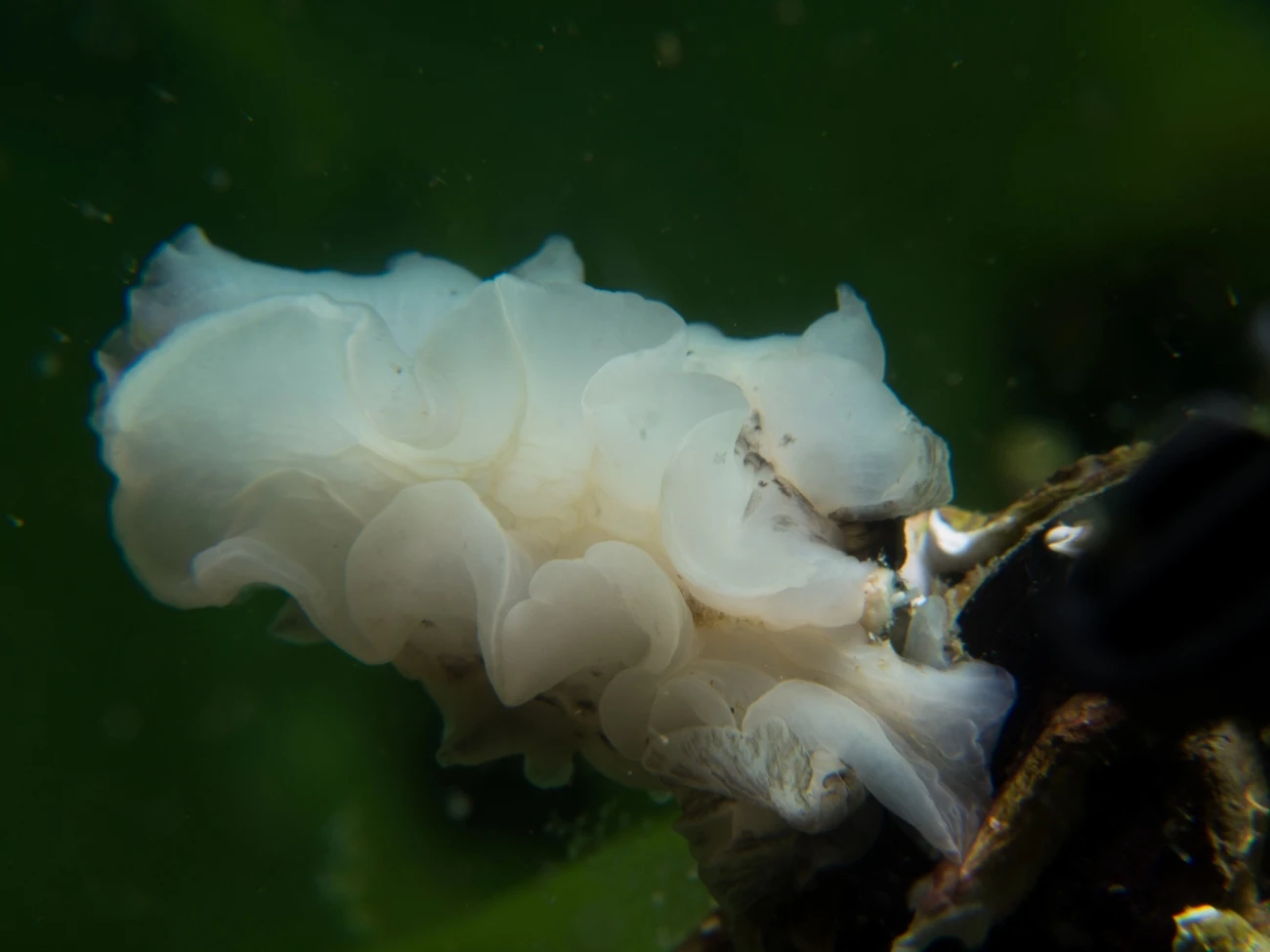 Dendrodoris grandiflora