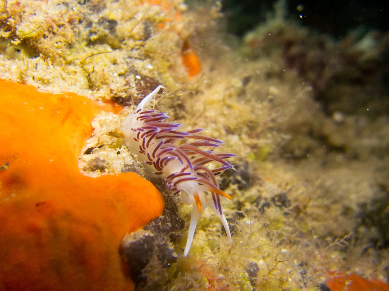 Cratena peregrina