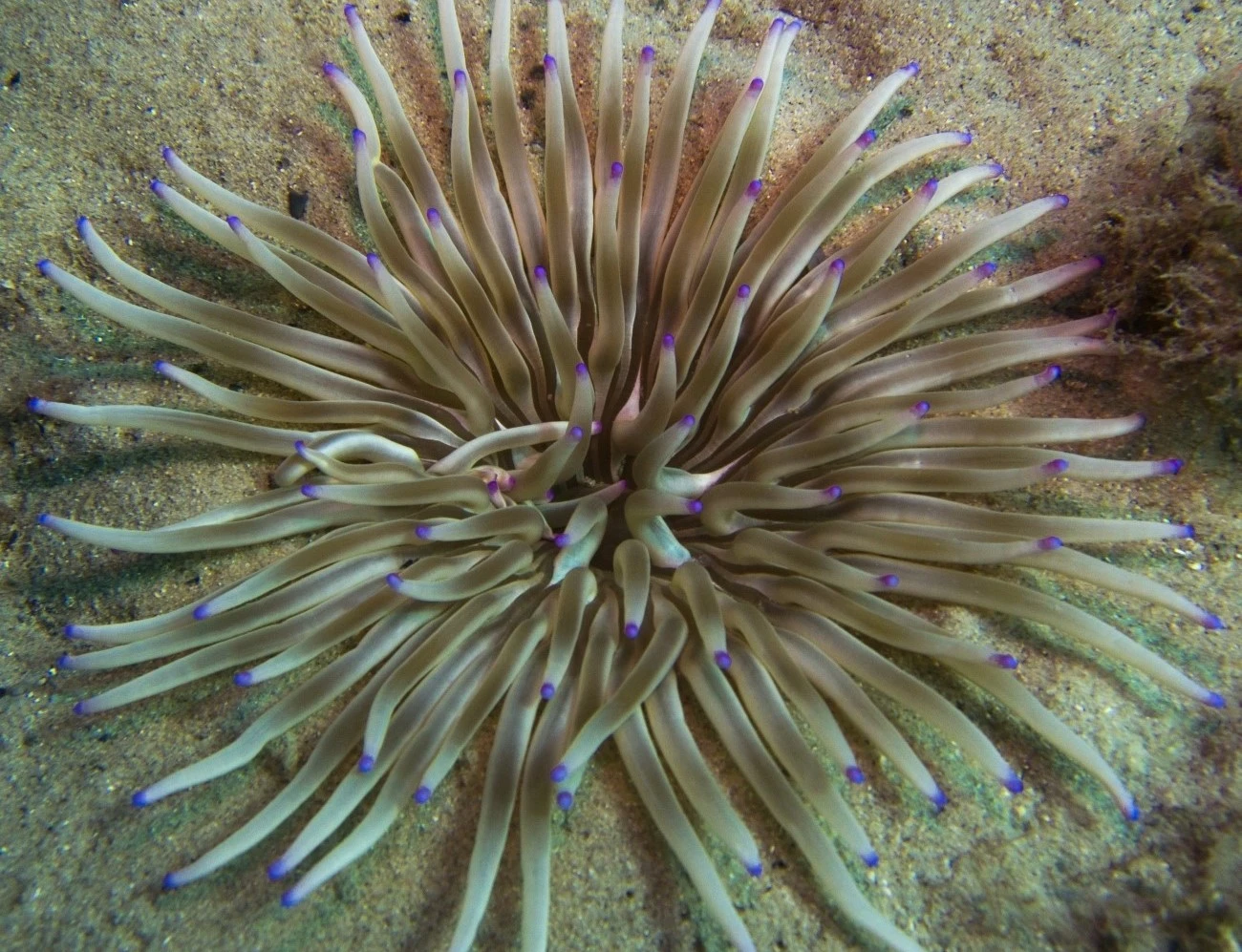 Condylactis aurantiaca