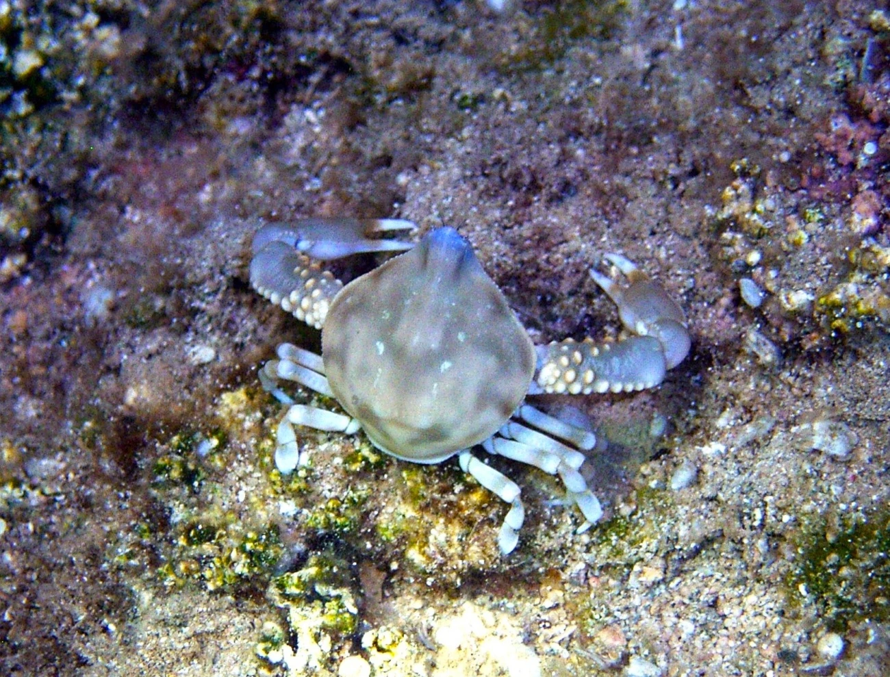 Coleusia signata