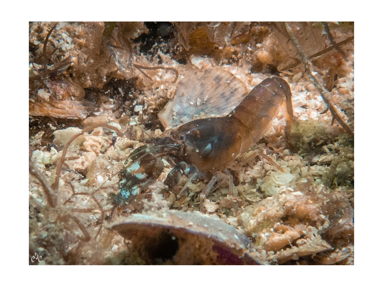 Alpheus dentipes