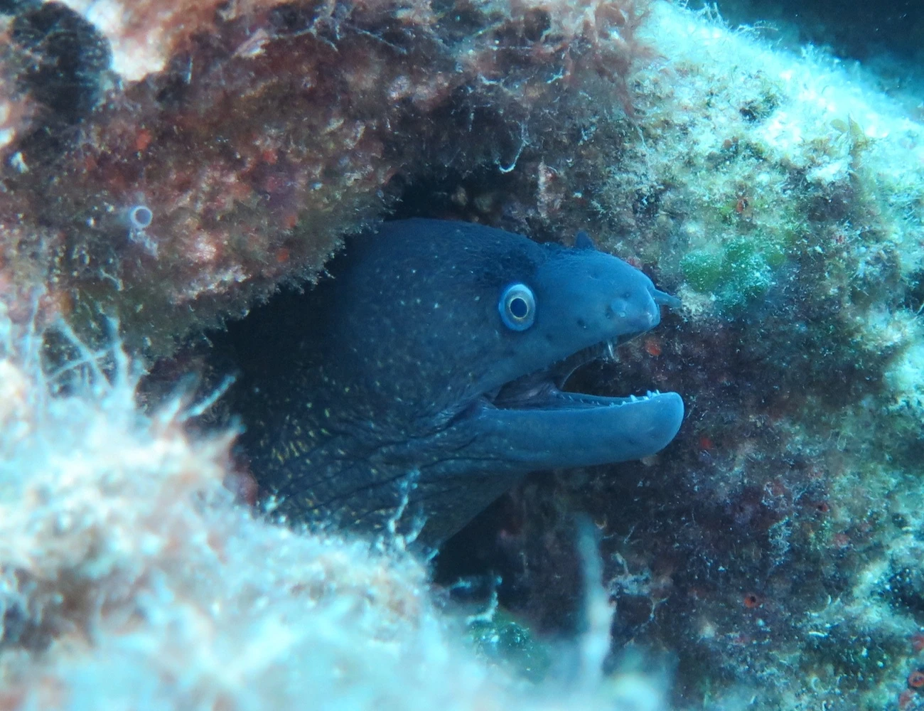 Muraena helena