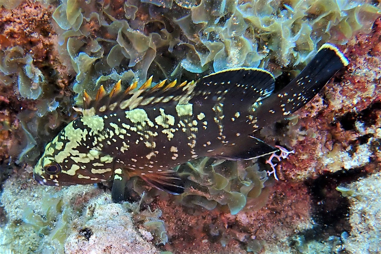 Epinephelus marginatus