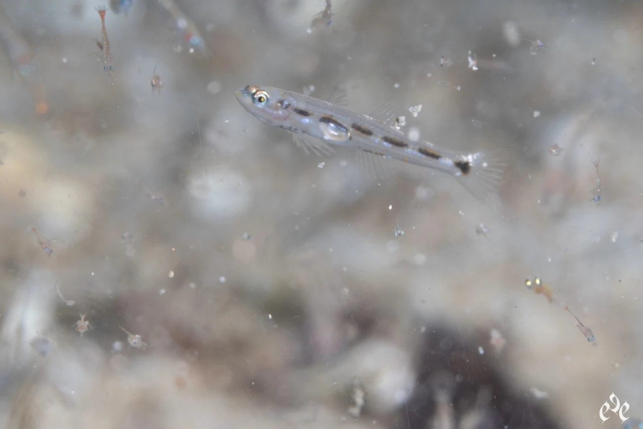 Pomatoschistus bathi