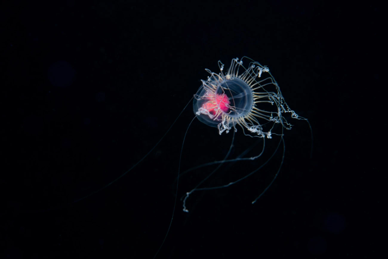 Neoturris pileata