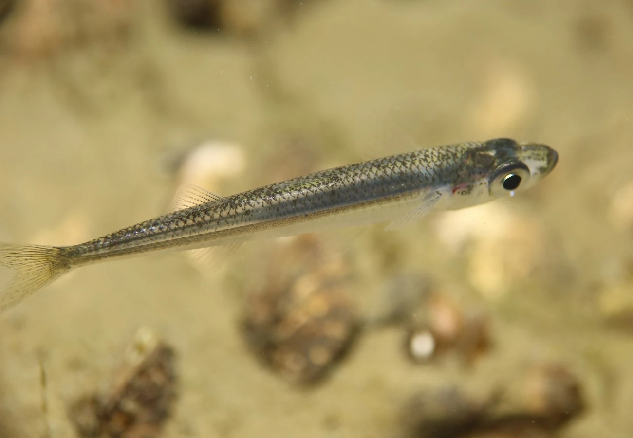 Atherina boyeri