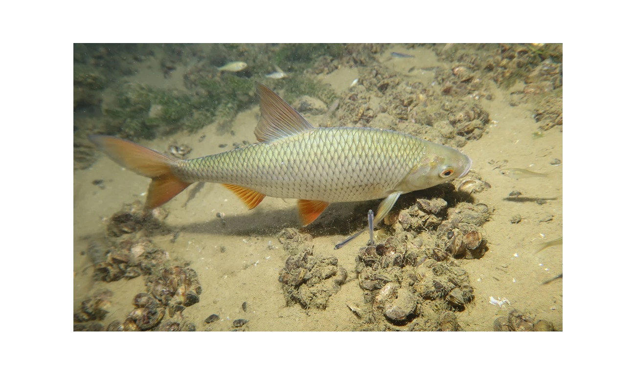 Scardinius erythrophthalmus
