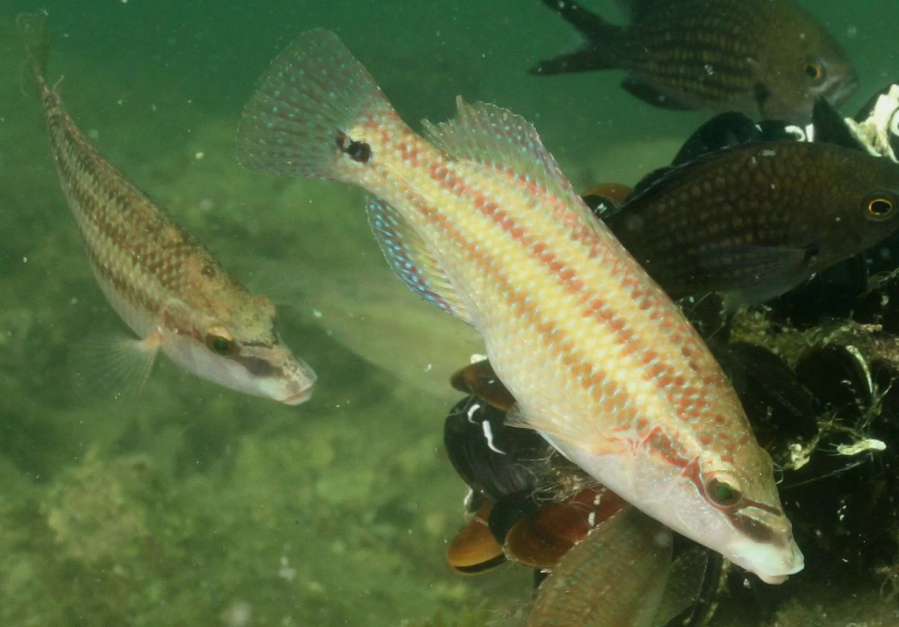 Symphodus tinca