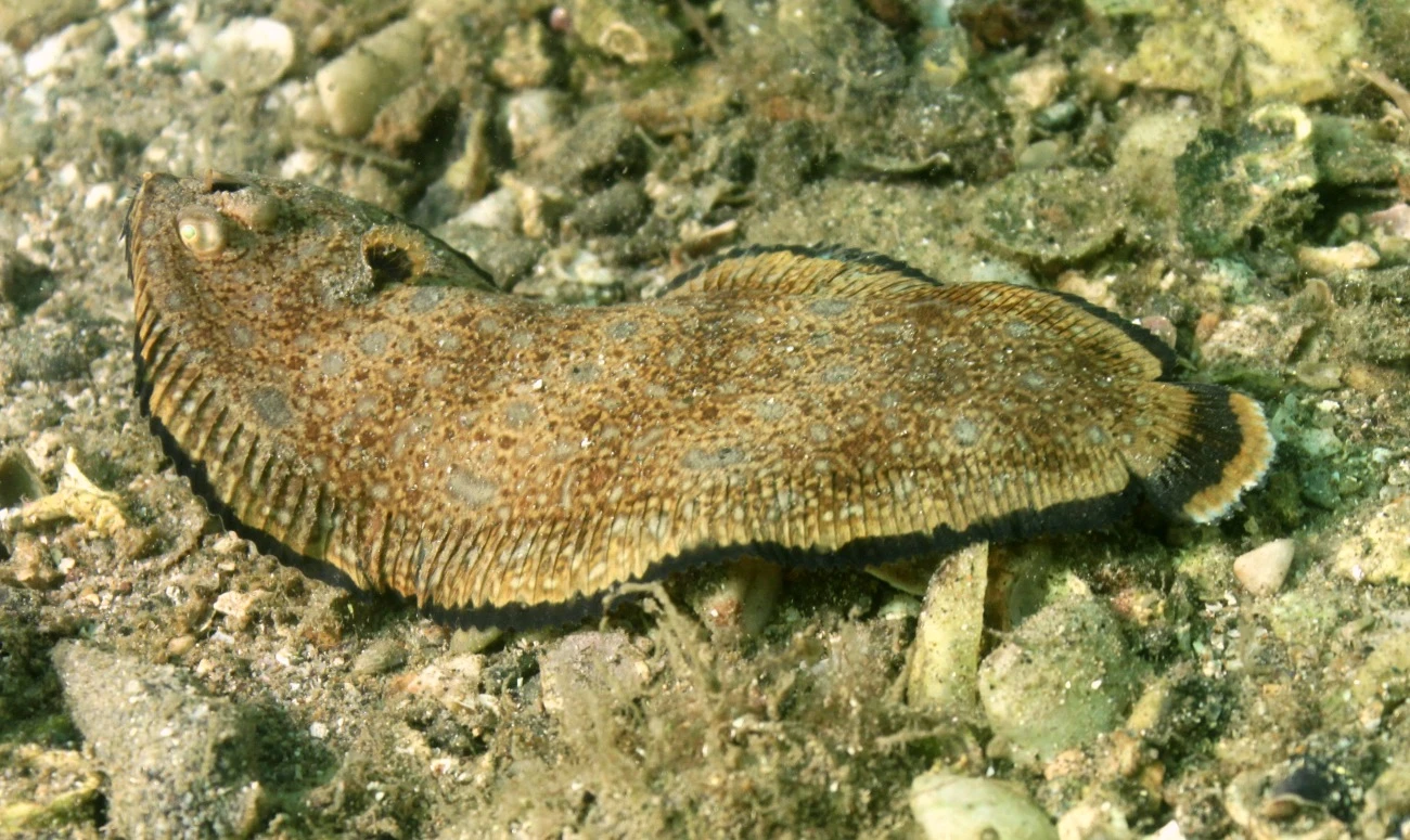 Monochirus hispidus