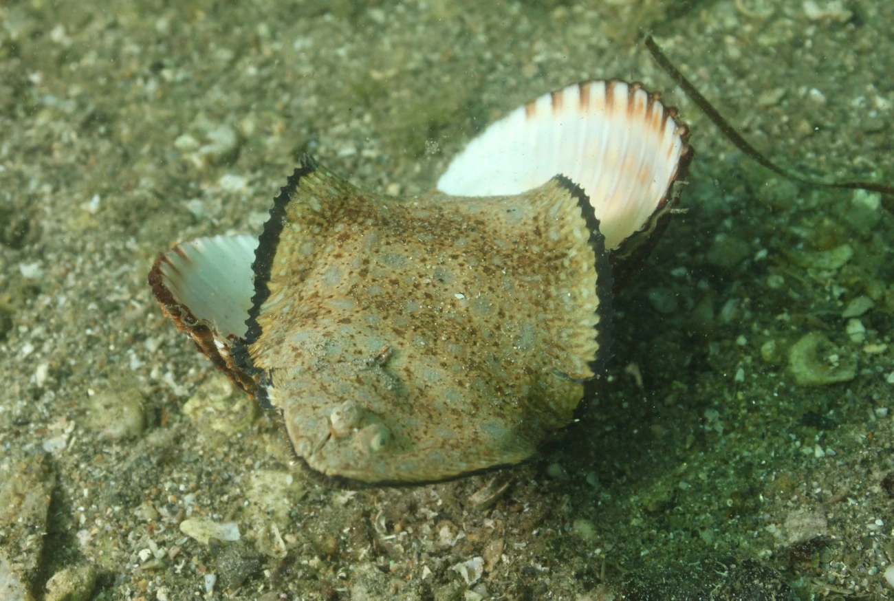 Monochirus hispidus